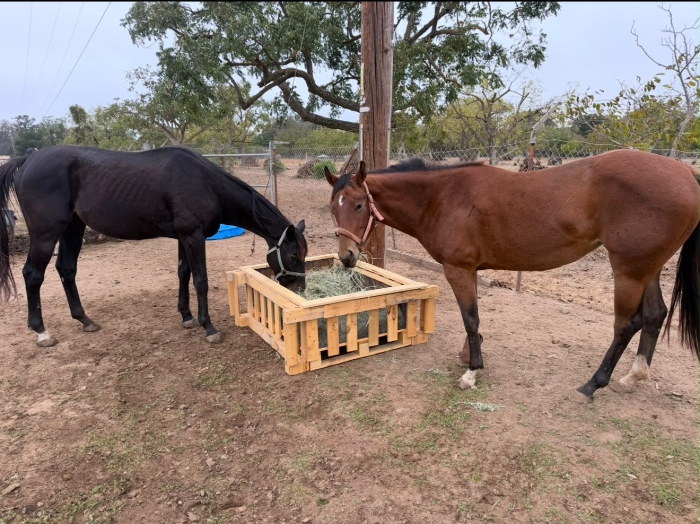 A black horse and a bay horse eating hay from a wooden feeder