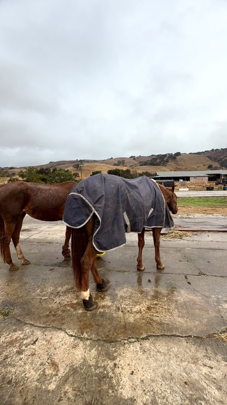 A chestnut horse in a navy blanket standing on wet concrete under a grey sky